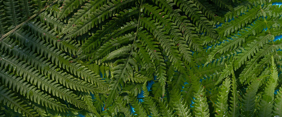 Green fern leaves on a blue water background under natural light. Top view, flat lay. Banner