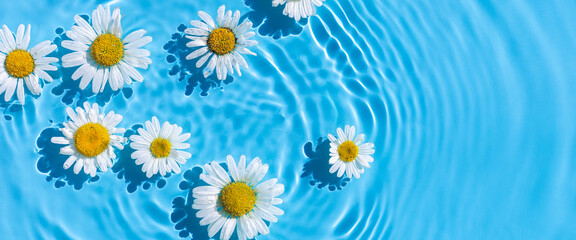 Chamomile flowers on a blue water background with concentric circles from a drop. Top view Flat lay. Banner