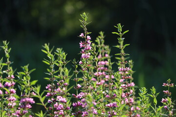 群生するミソハギの花