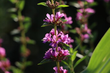 群生するミソハギの花