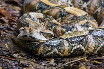 The Gaboon viper (Bitis gabonica) is a viper species found in the rainforests and savannas of sub-Saharan Africa.
Like all vipers, it is venomous. It is the largest member of the genus Bitis.