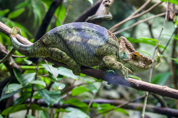 The Parson's chameleon (Calumma parsonii) is a large species of chameleon, a lizard in the family...
