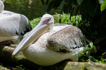 The great white pelican (Pelecanus onocrotalus) resting on the log. It is a bird in the pelican family. It breeds from southeastern Europe through Asia and Africa, in swamps and shallow lakes.