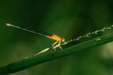 Macro shot of a small dragonfly on a dark green leaf. The background of the image is also dark green.