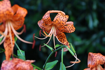 オニユリが鮮やかのオレンジ色に斑点のある花を咲かせる