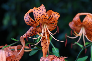 オニユリが鮮やかのオレンジ色に斑点のある花を咲かせる