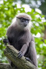 The purple-faced langur (Semnopithecus vetulus) is eating long bean, a species of Old World monkey endemic to Sri Lanka. It is a long-tailed arboreal species, identified by a mostly brown dark face.