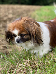 Kleiner Hund auf der Jagd nach Mäusen auf einem Feld.
Acker, Wald, Haustier, Hunde, Spaziergang, Wanderung, Pekinese, Tibet Spaniel, Shi Tzu