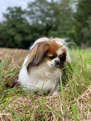 Kleiner Hund auf der Suche nach Mauselöchern am Feldrand.
Acker, Wald, Haustier, Hunde, Spaziergang, Wanderung, Pekinese, Tibet Spaniel, Shi Tzu