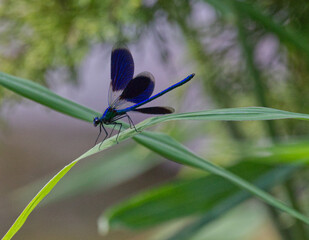 Prachtlibelle 2
