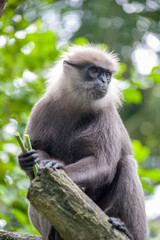 The purple-faced langur (Semnopithecus vetulus) is eating long bean, a species of Old World monkey endemic to Sri Lanka. It is a long-tailed arboreal species, identified by a mostly brown dark face.