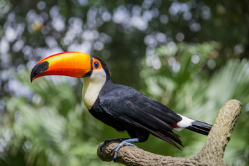 The toco toucan (Ramphastos toco)is the largest and probably the best known species in the toucan family. It is found in semi-open habitats throughout a large part of  South America. - obrazy, fototapety, plakaty