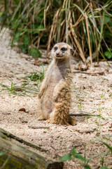 The meerkat (Suricata suricatta) stands alone as guard
A small carnivoran belonging to the mongoose family.
Its face tapers, coming to a point at the nose, which is brown. 