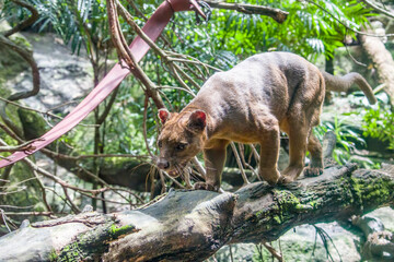 The fossa (Cryptoprocta ferox) is walking on the tree. 
A cat-like,  the largest mammalian...