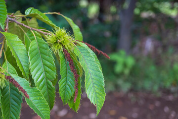 枝先に結実した小さなイガグリ／ブナ科クリ属Castanea crenata