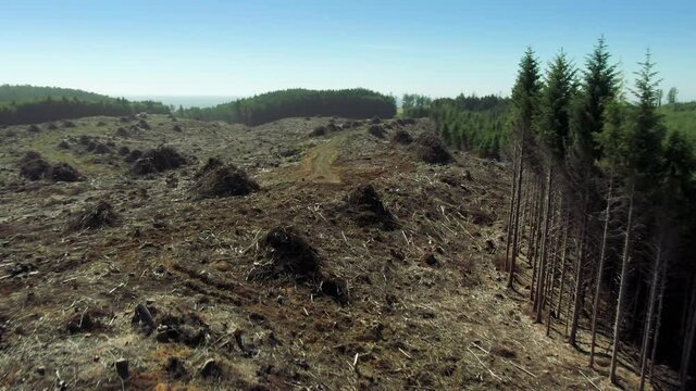 Aerial: Deforestation Forest, Clear Cut of pine tree landscape, Washington, USA