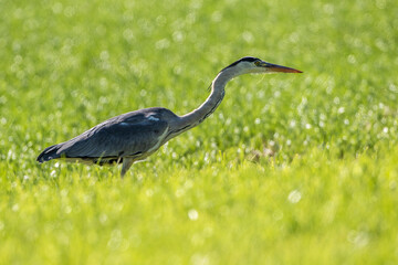 Graureiher (Ardea cinerea) auf der Lauer