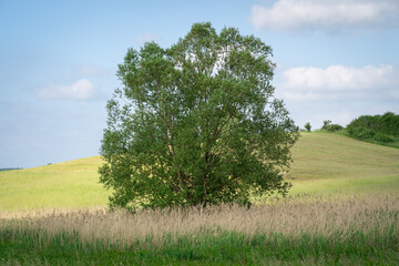 Lonely tree in the countryside with a hill and a blue cloudy sky in the background