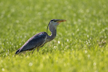 Graureiher (Ardea cinerea) mit gefangener Maus