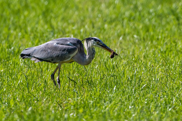 Graureiher (Ardea cinerea) mit gefangener Maus