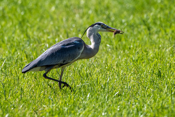 Graureiher (Ardea cinerea) mit gefangener Maus