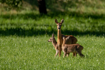 Reh (Capreolus capreolus) mit zwei Kitzen