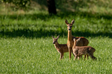Reh (Capreolus capreolus) mit zwei Kitzen