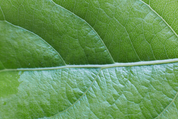 Green poplar leaf taken close up the texture of the leaf is visible