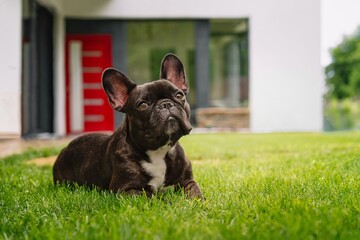 french bulldog puppy sitting - Powered by Adobe