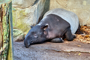 Ein Schabrackentapir / Asiatischer / Malaysischer Tapir ( Tapirus indicus ).