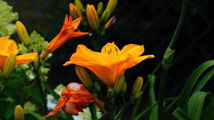 orange and flower