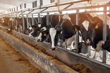 Black and white cows in cowshed on dairy farm. Agriculture industry, animal husbandry