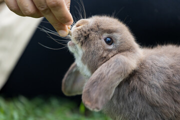 Cute rabbit eating pellet food from owner woman hand. Hungry rabbit eating food in the meadow....