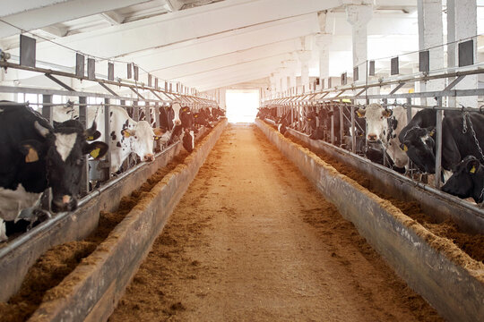 Black and white cows in cowshed on dairy farm. Agriculture industry, animal husbandry
