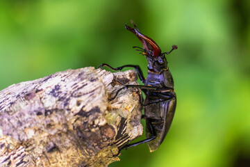 Hirschkäfer (Lucanus cervus) Männchen