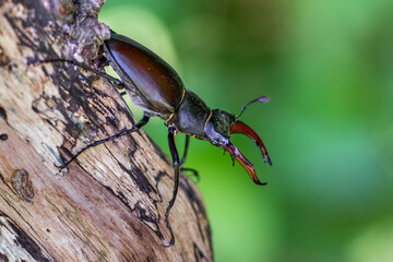 Hirschkäfer (Lucanus cervus) Männchen