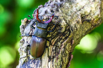 Hirschkäfer (Lucanus cervus) Männchen