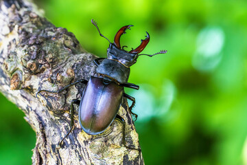 Hirschkäfer (Lucanus cervus) Männchen