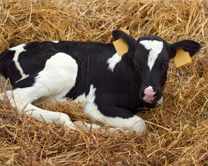 Cute black and white calf on dairy farm. Agriculture industry, animal husbandry