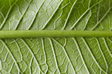 Green horseradish leaf vegetable taken close up the texture of the leaf is visible