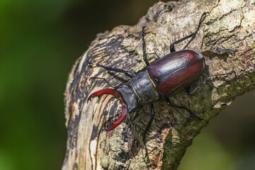 Hirschkäfer (Lucanus cervus) Männchen