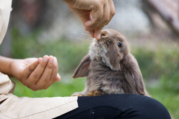 Cute rabbit eating pellet food from owner woman hand. Hungry rabbit eating food in the meadow....