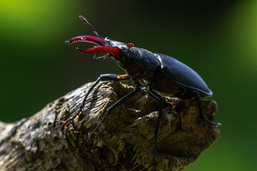 Hirschkäfer (Lucanus cervus) Männchen