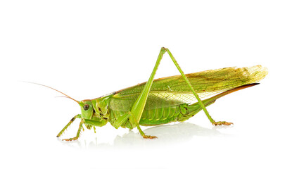 Tettigonia viridissima in studio