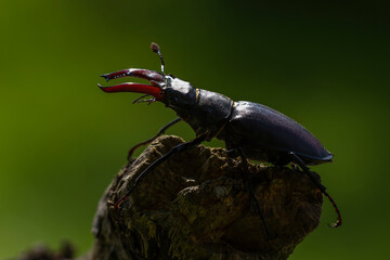 Hirschkäfer (Lucanus cervus) Männchen