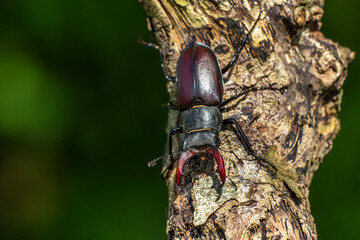 Hirschkäfer (Lucanus cervus) Männchen