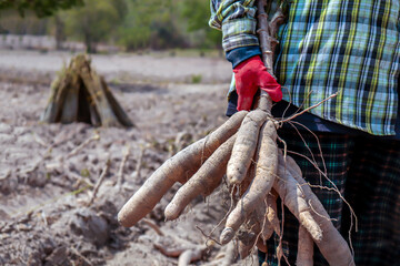 cassava and farmer in fields tapioca, gardener holding cassava root in farm
