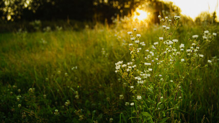 kwiaty na wiosennej łące w zachodzącym słońcu, relaks piękno polskiej natury - obrazy, fototapety, plakaty