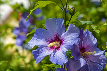 blue hibiscus flower with water drops after rain