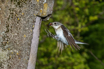 Halsbandschnäpper (Ficedula albicollis) Weibchen